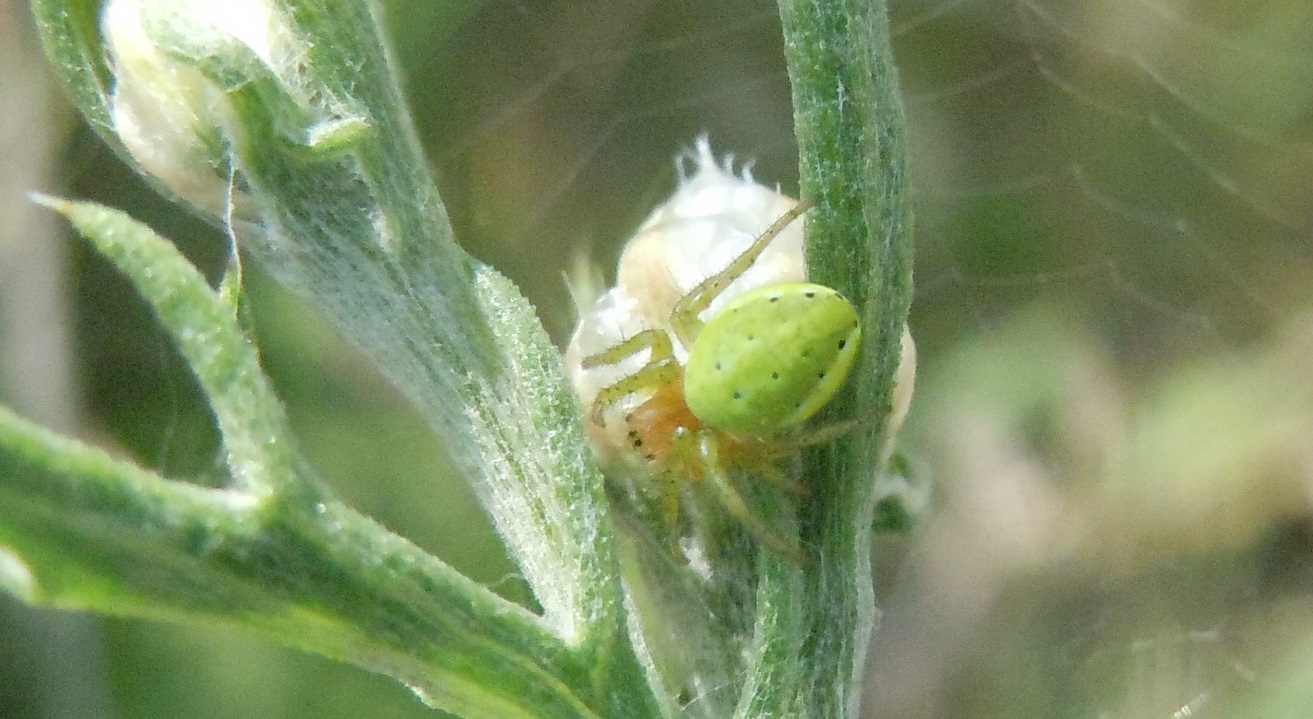 Nigma walckenaeri?  No, Araniella sp.  - Pozzuoli (NA)